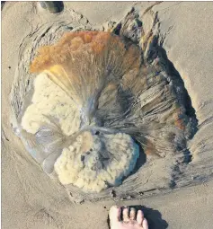  ?? PHOTO / SUPPLIED ?? A lion’s mane jellyfish washed up on Westshore beach earlier this week.