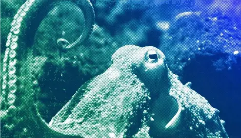  ?? ?? An octopus (octopus vulgaris) lifts one of its tentacles in his bassin at the zoo in Basel, August 2009