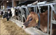  ?? BY PAUL POST ?? Richview Farms milks both Jersey cows, foreground, and Holsteins, at rear. Jerseys don’t produce as much, but their milk has higher butterfat content, which gives added flavor.