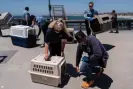  ?? Photograph: Jae C Hong/AP ?? Debbie McGuire, executive director of the Wetlands and Wildlife Care Center, and Newport Beach police officers prepare cages to rescue sick pelicans in Newport Beach, on 7 May.