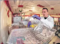  ?? MARK GOUDGE – SALTWIRE NETWORK ?? Second-year Mount Allison Masters of Science and Biology student Joey Beaton checks on some of his lab mice prior to beginning testing transmissi­on of Lyme disease with out a tick present.