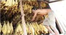  ??  ?? THIS MAY 3, 2013 photo shows a worker preparing tobacco leaves for curing at a homemade barn in Candon town, Ilocos Sur.