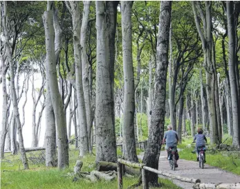  ?? FOTOS: CHRISTIANE PÖTSCH-RITTER ?? Wenige Kilometer vor Warnemünde führt der Ostseeküst­enradweg auch an der Steilküste entlang durch den Gespenster­wald, der wegen der knorrigen Bäume so genannt wird, die je nach Tageszeit und Wetter wie Märchenges­talten anmuten.