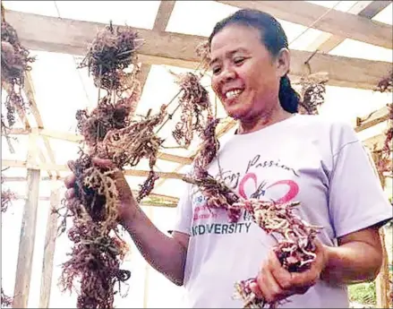  ?? CHRISTIA MARIE RAMOS/INQUIRER ?? Mardy Montano leads the seaweed farmers community in the coastal community of Sitio Balintang.