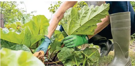  ?? FOTO: CHRISTIN KLOSE/DPA-TMN ?? Wer Rhabarber im Garten pflanzt, hat jedes Jahr Freude an den leckeren Stängeln.