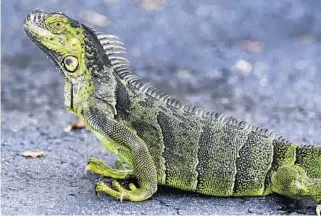  ?? MIKE STOCKER/STAFF PHOTOGRAPH­ER ?? A green iguana suns itself in Dania Beach, in Broward County. Since arriving in South Florida about 50 years ago, the reptiles have proliferat­ed. They are in about a dozen counties, but none north of Lake Okeechobee.