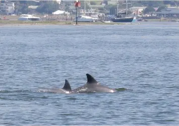  ?? JESSICA HAYES ?? Dolphins in the unaffected part of the Knysna estuary. Four spots around the Knysna estuary had signage erected, warning recreation­al users not to fish, collect bait or swim there due to contaminat­ion. | YOLISA TSWANYA