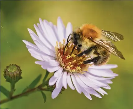  ?? Rachel Scopes ?? > Bees are among the wildlife species in decline, according to a new Defra report