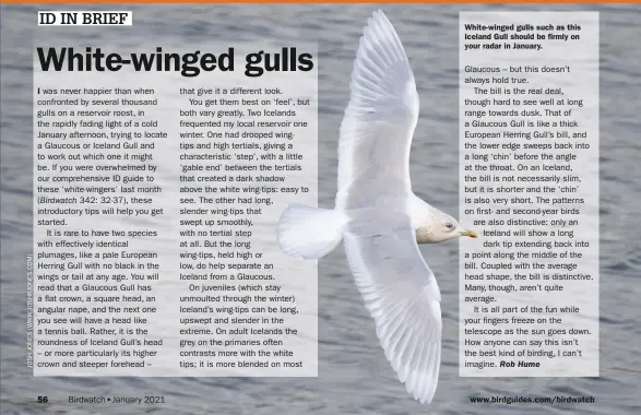  ??  ?? White-winged gulls such as this Iceland Gull should be firmly on your radar in January.