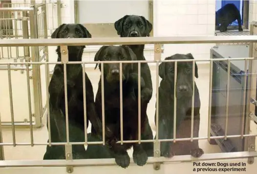  ??  ?? Put down: Dogs used in a previous experiment