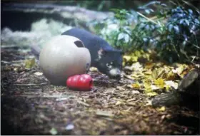  ?? JETTA FRASER — THE BLADE VIA AP ?? The Toledo zoo is more than halfway through a five-year, $500,000 agreement to fund annual population-monitoring surveys of the Tasmanian devil through the Save the Tasmanian Devil Program. It has committed an additional $50,000 per year for three years to fund an effort for targeted surveys of wild devil population­s for genetic mapping.