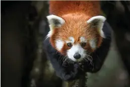  ?? ?? Soumabrata Moulick : Red Panda