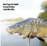  ??  ?? Don’t go too light or you’ll miss carp like this.