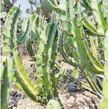  ?? ALMA LETICIA SÁNCHEZ ?? Las plantas
ya son protegidas