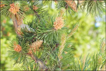  ?? ?? Pine trees are among the big pollen contributo­rs in the Las Vegas area.