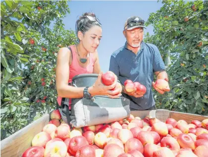  ?? Photo / NZME ?? Crista Gibson (left) works with assistant manager Fale Lagaaia checking the quality of some apples.