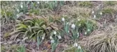  ?? DALE BOWMAN/SUN-TIMES ?? This time of year, you have to look closer for early color, such as these crocuses (top) on Tuesday. Or this mix of brome tussock sedge, white-tinged sedge, plantain sedge and greater snowdrop for early color (bottom).