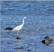  ?? ?? Silent assassin: A grey heron on the lookout for prey in Jacobsbaai.