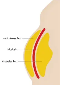  ?? Fotos: easylife; gritsalak, stock.adobe.com ?? Das Bauchfett wird in viszerales und subkutanes Fett unterteilt. Beson‰ ders gefährlich für die Gesundheit ist das viszerale Fett. Dieses kann man bis 31. Januar 2024 zum Sonderprei­s von 29 Euro bei easylife ermitteln lassen.