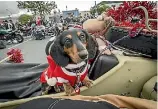  ?? LUZ ZUNIGA/ STUFF ?? Jessica, the dachshund, gets ready to roll with the Ulysses Club Toy Run, to raise funds for toys that the Salvation Army will deliver to children on Christmas