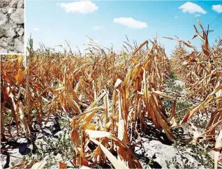  ??  ?? Die Dürre schmmlert sowohl Getreide- als auch Erdmpfel- und Kukuruzern­te. Goldene Kolben sind wezen der Schmdlinze eher rar.