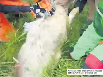  ??  ?? Wayne Coombs and his friends rescued a sheep, which was stuck in a hole