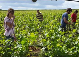  ??  ?? 4 1. L’Homme à la caméra, parmi les tirages exposés en vente, signés par les artistes et édités à dix exemplaire­s.
2. Ce qui nous lie est l’histoire d’une fratrie dans le vignoble de Bourgogne.
3 et 4. Traitement bio au printemps, coupe des branches...