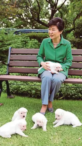  ?? AP PIC ?? A file picture showing former South Korean president Park Geunhye with her pets at the Blue House in Seoul.