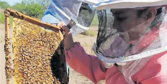  ?? / ARCHIVO OEM ?? Mínimo 42 millones de abejas han dejado de existir por la sequía.