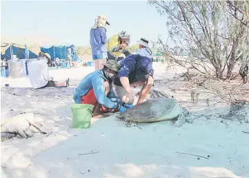  ??  ?? Scientists conduct turtle sampling in the Howick group of islands on the Great Barrier Reef in this handout photo. — Reuters photo