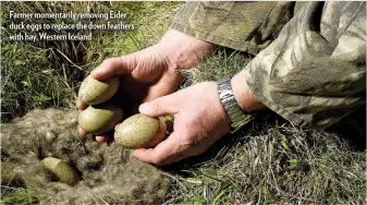  ??  ?? Farmer momentaril­y removing Eider duck eggs to replace the down feathers with hay, Western Iceland