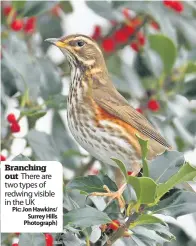  ??  ?? Branching out There are two types of redwing visible in the UK Pic: Jon Hawkins/ Surrey Hills Photograph)