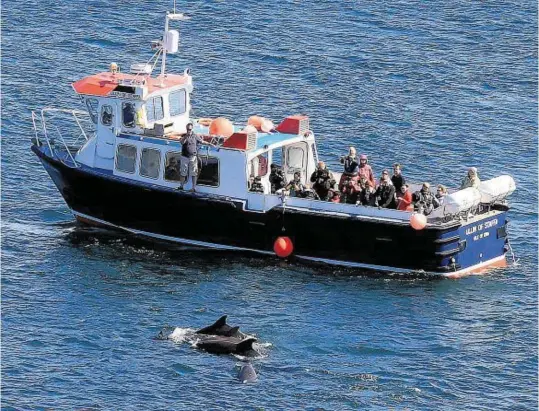  ??  ?? The Red Arrows put on their display over East Beach, Lossiemout­h. PICTURE BY DAVE RUSSELL, OF ELGIN
Watching dolphins, Staffa. PICTURE BY JOHN DRANSFIELD, OF ABOYNE