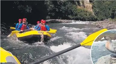  ??  ?? Garth Oakden (below) has noticed a lift in his rafting business since the rare blue ducks have become more visible along the Tongariro River.