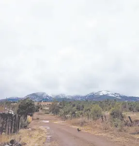  ?? ?? l Nieve en zonas altas del Municipio de Nácori Chico, en torno a la comunidad de Mesa Tres Ríos.