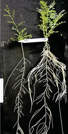  ?? PHOTO: UWA ?? STARK DIFFERENCE: Two contrastin­g chickpea genotypes grown for 35 days, showing how bushier root systems are more efficient nutrient miners.