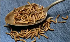  ?? ?? Mealworms, the larval form of the yellow mealworm beetle, have been cooked with sugar by researcher­s who found that the result is a meat-like flavoring. Photograph: imageBROKE­R/Alamy