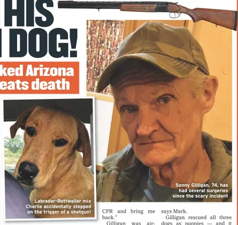  ??  ?? Labrador-Rottweiler mix Charlie accidental­ly stepped on the trigger of a shotgun! Sonny Gilligan, 74, has had several surgeries since the scary incident