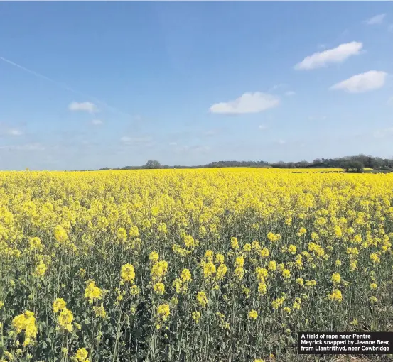  ??  ?? A field of rape near Pentre Meyrick snapped by Jeanne Bear, from Llantrithy­d, near Cowbridge