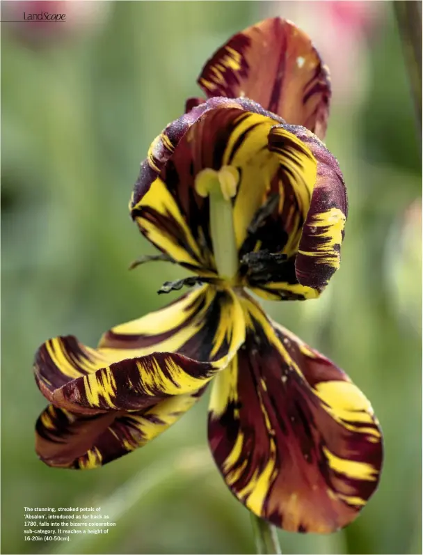  ??  ?? The stunning, streaked petals of ‘Absalon’, introduced as far back as 1780, falls into the bizarre colouratio­n sub-category. It reaches a height of 16-20in (40-50cm).
