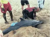  ?? PICTURE: KZN MARINE STRANDING NETWORK (FACEBOOK) ?? A male dolphin died on Brighton Beach over the weekend. A vet at uShaka Marine World said it had died of natural causes.