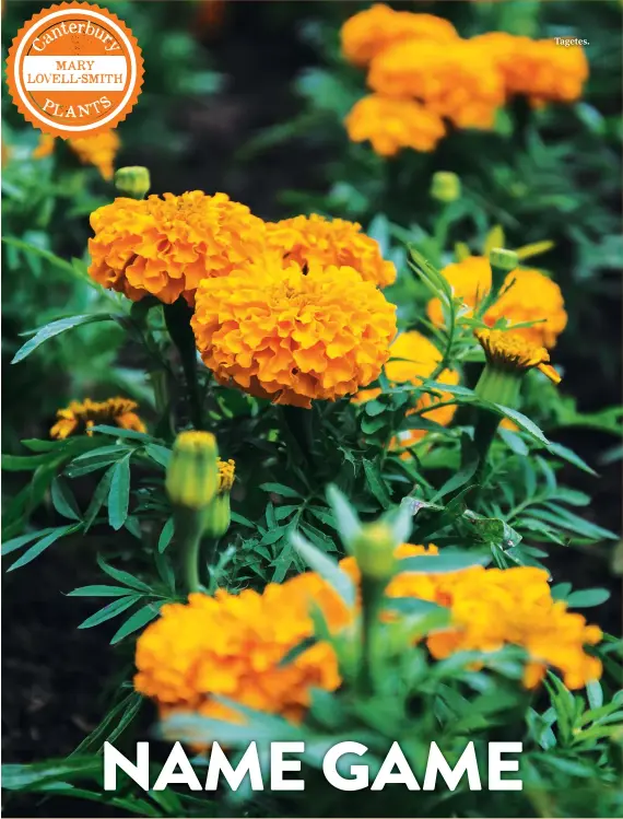  ??  ?? Tagetes.