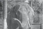  ?? PROVIDED BY THE COLUMBUS ZOO AND AQUARIUM ?? Beco the Asian elephant waves his trunk in this undated photo from the Columbus Zoo and Aquarium. The 13-year-old animal died Saturday from elephant endothelio­tropic herpesviru­s, according to the zoo.