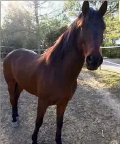  ?? (Photo d’illustrati­on DR) ?? Un poney puis un cheval ont été blessés en quelques jours dans l’aire toulonnais­e.