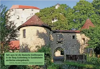 ?? FOTOS: PA/ARCO IMAGES ; BERND WEIßBROD ?? Seit 1970 ist die Deutsche Greifenwar e in der Burg Guttenberg in Gundelshei­m am Neckar untergebra­cht.