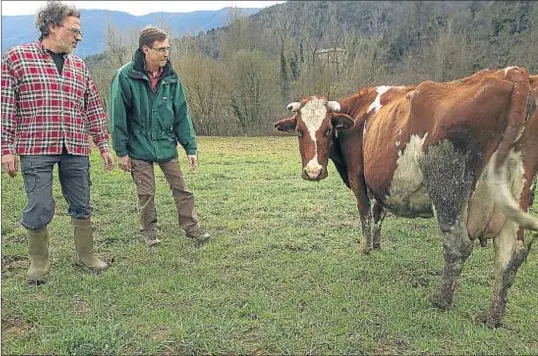  ?? INMA SÁINZ DE BARANDA ?? La vaca Oriola. Oriol Ros, que vive en Barcelona, es padrino de una vaca, a la que ha llamado Oriola, de la granja de Emili Domènech en Sant Feliu de Pallerols (Girona)