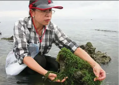  ?? — IOES ?? Prof Phang, director of IOES, collecting seaweed samples in Port Dickson, Negri Sembilan, for research purposes.