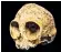  ??  ?? The 13 million-yearold skull has features similar to modern-day chimpanzee­s and humans