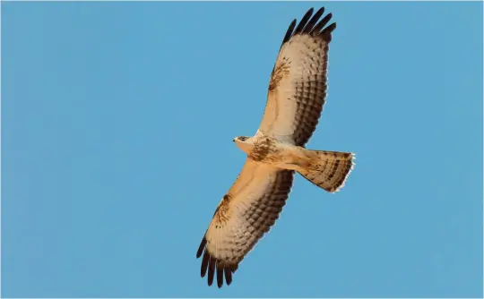  ?? ?? SEVEN: Juvenile European Honey Buzzard (Sharm El Sheikh, Egypt, 16 October 2010). With its largely white underbody and underwings, this juvenile European Honey Buzzard is superficia­lly similar to the Common Buzzard above, but note the contrastin­gly darker and well-barred secondarie­s, more solidly dark outer primaries, oval ‘wrist patches’, regularly spaced bars in the tail, coarse breast streaking, dark eye-patch and, just as importantl­y, the very different structure – a narrow, protruding head, slim body, long, broad tail and long, broad wings with slightly ‘pinched in’ bases.