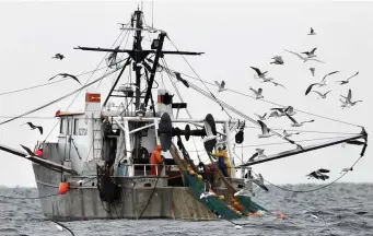  ?? AP FILE ?? FOND MEMORIES: Gulls follow a shrimp fishing boat as crewmen haul in their catch in the Gulf of Maine in 2012.